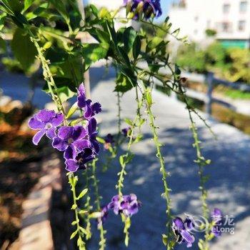 连城花间美宿酒店提供图片