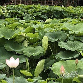 抚仙湖绮彩和瑞民宿酒店提供图片