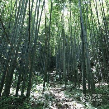 绩溪民间宿客·三味书屋民宿酒店提供图片