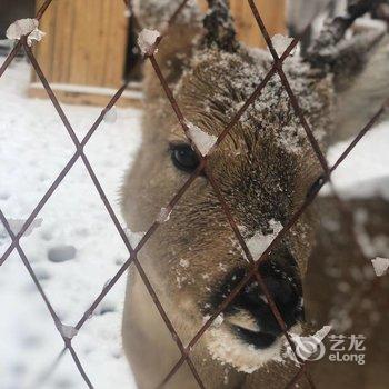 雪乡林韵山居客栈酒店提供图片