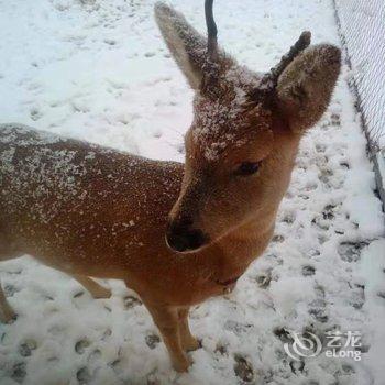 雪乡林韵山居客栈酒店提供图片