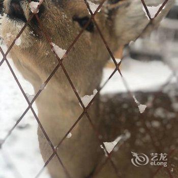 雪乡林韵山居客栈酒店提供图片