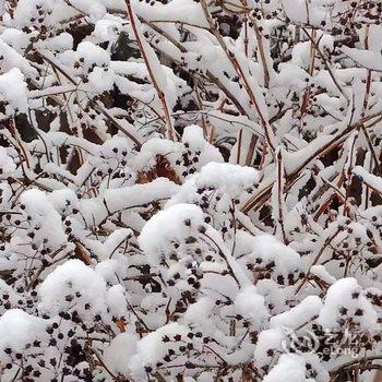 雪乡林韵山居客栈酒店提供图片