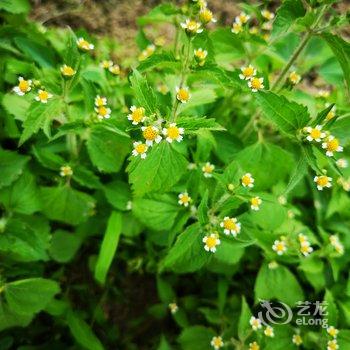 恩施织女竹子客栈酒店提供图片