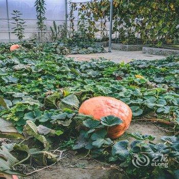 林芝嘎玛康桑度假营地酒店提供图片