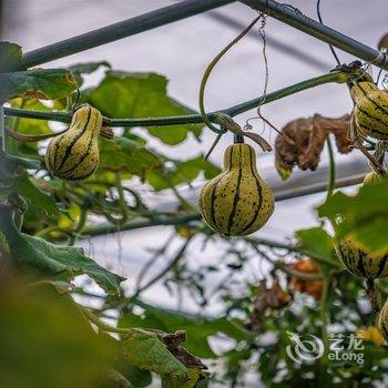 林芝嘎玛康桑度假营地酒店提供图片