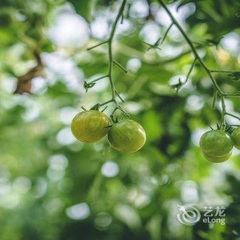 林芝嘎玛康桑度假营地酒店提供图片