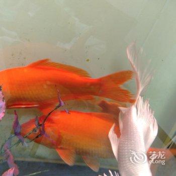 井冈山宁海军公寓酒店提供图片