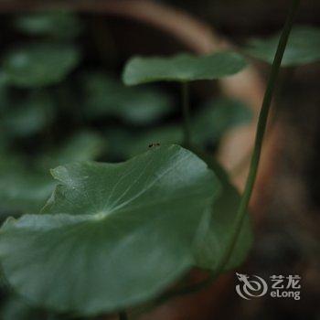 洛阳一亩田民舍客栈酒店提供图片