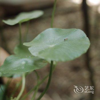 洛阳一亩田民舍客栈酒店提供图片