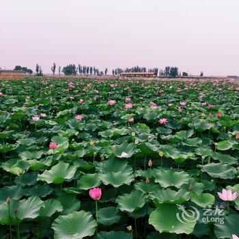 中卫雁栖沙洲民宿酒店提供图片