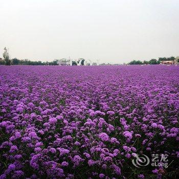 中卫雁栖沙洲民宿酒店提供图片