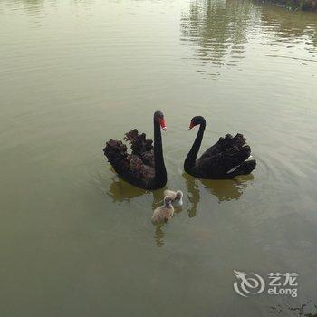 枣庄石榴小院民宿酒店提供图片