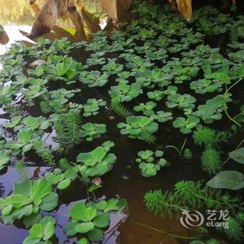 西双版纳飞姐的花园公寓酒店提供图片