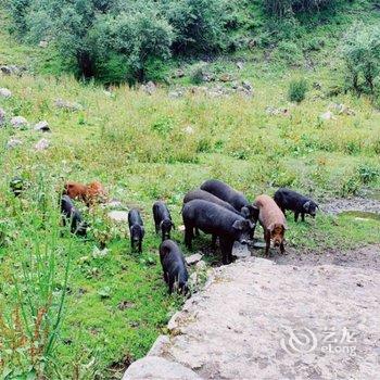 四姑娘山涧山别苑酒店提供图片