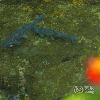 黄山隐居民宿酒店提供图片