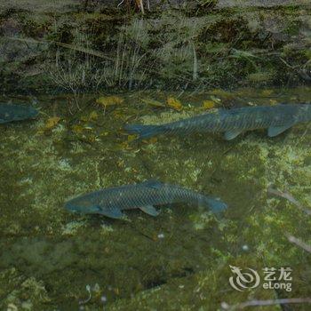 黄山隐居民宿酒店提供图片