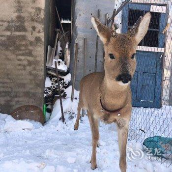 雪乡林韵山居客栈酒店提供图片