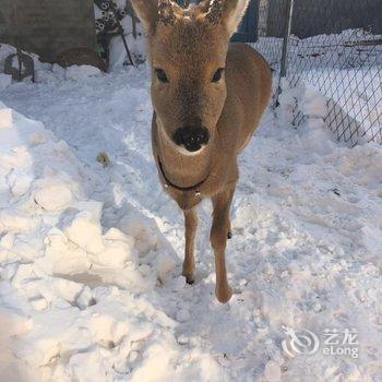 雪乡林韵山居客栈酒店提供图片