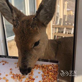 雪乡林韵山居客栈酒店提供图片