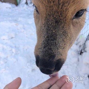 雪乡林韵山居客栈酒店提供图片