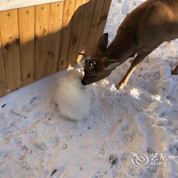 雪乡林韵山居客栈酒店提供图片