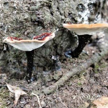 韶关八岭山庄酒店提供图片