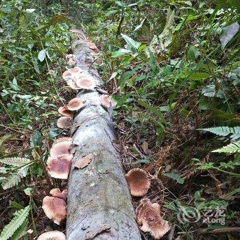 韶关八岭山庄酒店提供图片