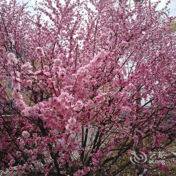 围场花开半夏家庭公寓酒店提供图片