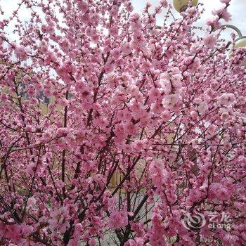 围场花开半夏家庭公寓酒店提供图片
