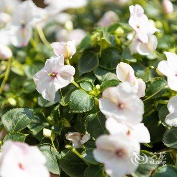 佛山美蓝美旅客栈酒店提供图片