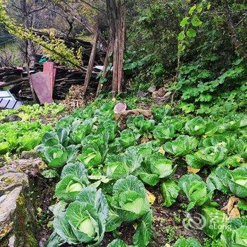 汶川沐月青岚民宿酒店提供图片