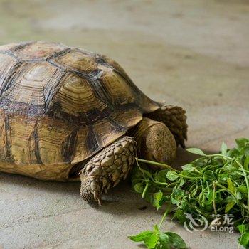 陵水乐天归心居酒店提供图片