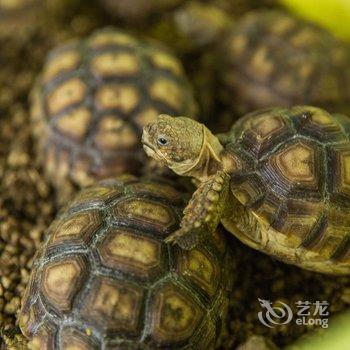 陵水乐天归心居酒店提供图片