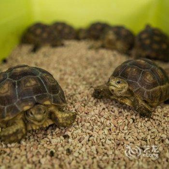 陵水乐天归心居酒店提供图片