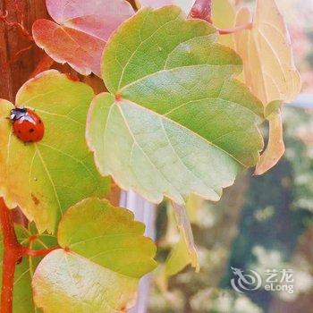 西昌安之若宿客栈酒店提供图片