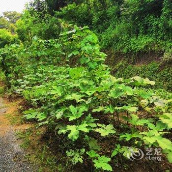 新县兰舍民宿酒店提供图片