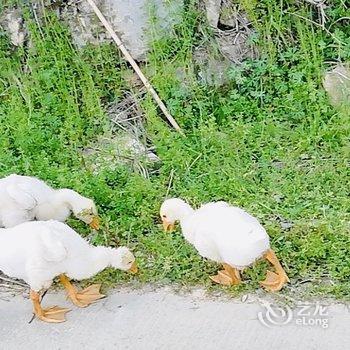 岳西四季居生态农庄酒店提供图片