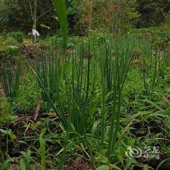 武功山星河云宿酒店提供图片