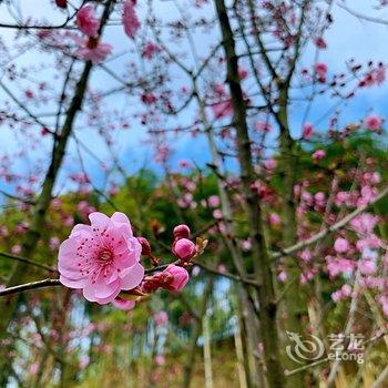 安吉云图山居民宿酒店提供图片