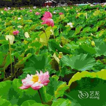 普者黑陌外客栈酒店提供图片