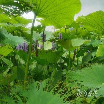 安吉吾同禅花民宿酒店提供图片