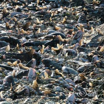 查干湖新庙渔猎部落特色民宿酒店提供图片