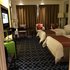 喀什月星锦江国际酒店行政双床房照片_图片