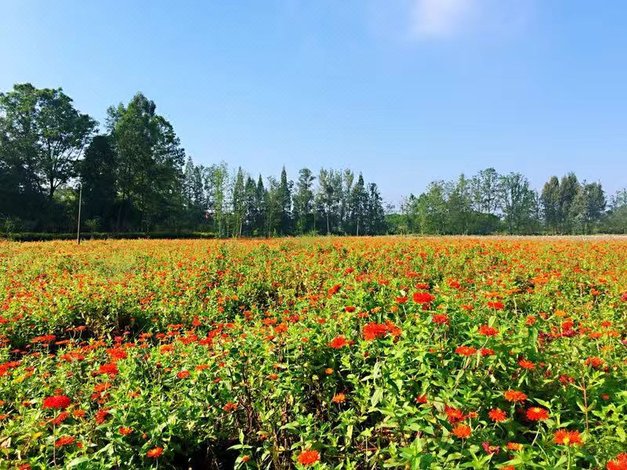 【新津集趣 · 农博园共享农庄别墅】地址:兴义镇张河