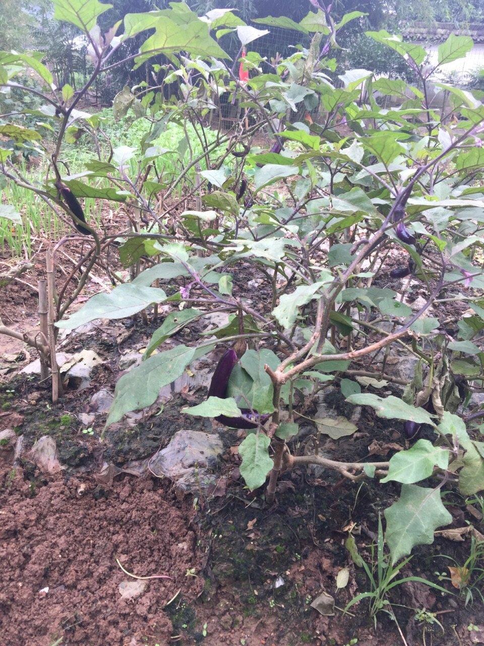 南京高淳国际慢城淳味农家乐