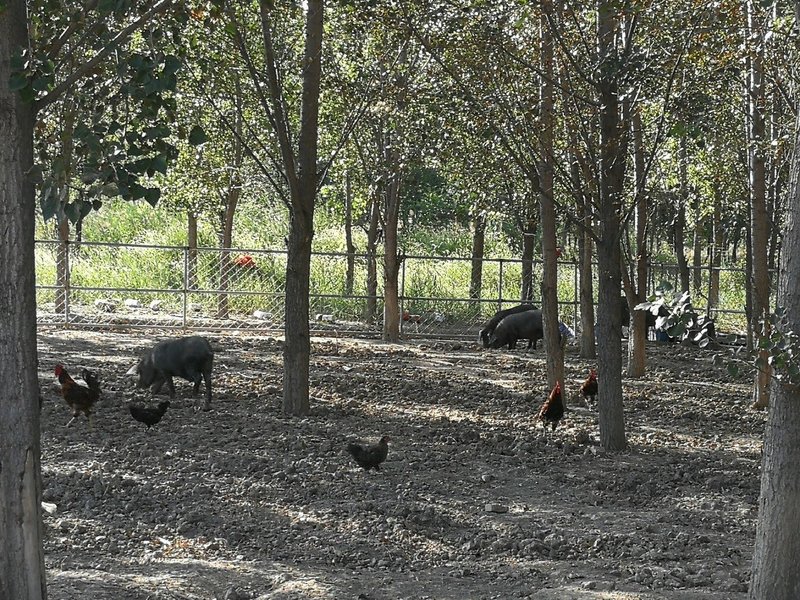天津大鹏民宿预订_天津大鹏民宿价格、地址、
