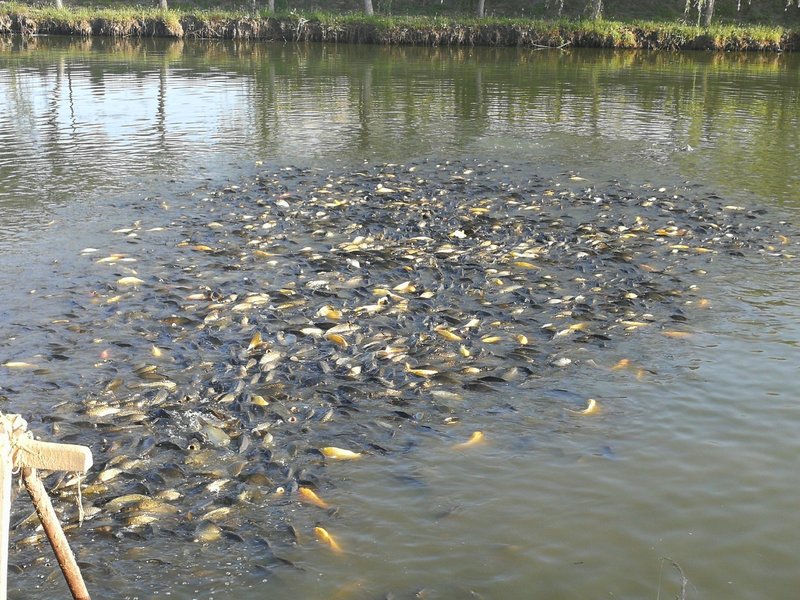 天津大鹏民宿预订_天津大鹏民宿价格、地址、