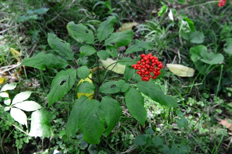 延边人参花特色民宿