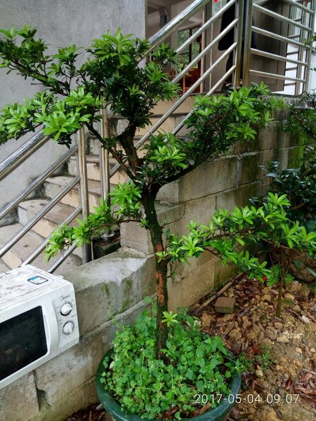 广州从化溪头村和记山水居民宿